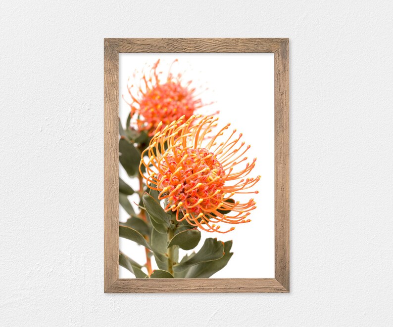 Art Print A3 Waratah Portrait - Typoflora