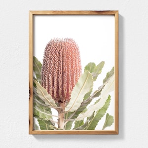 May include: A framed print of a pink and green Banksia flower with a white background.