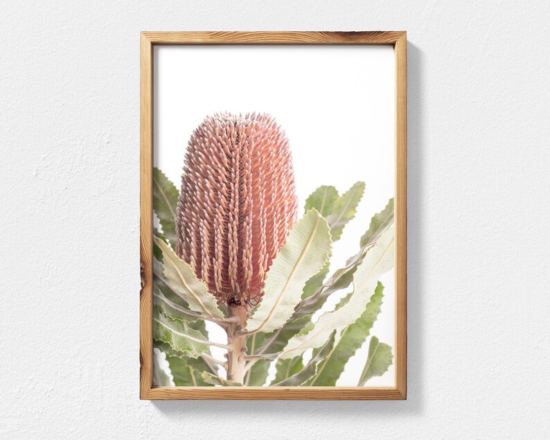 May include: A framed print of a pink and green Banksia flower with a white background.
