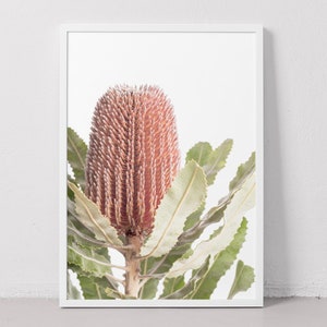 May include: A close-up of a pink and brown Banksia flower with green leaves against a white background.