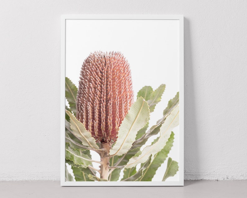 May include: A close-up of a pink and brown Banksia flower with green leaves against a white background.