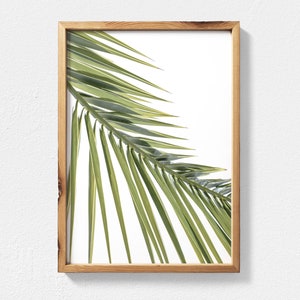 May include: A framed print of a single palm leaf against a white background. The leaf is green and has a natural, organic texture.