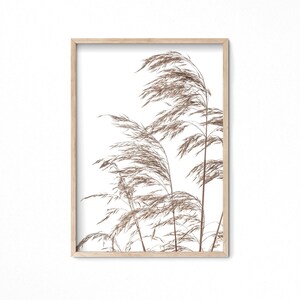 May include: A framed print of a minimalist botanical illustration featuring a cluster of dried brown grasses against a white background.