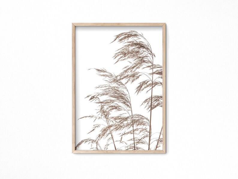 May include: A framed print of a minimalist botanical illustration featuring a cluster of dried brown grasses against a white background.