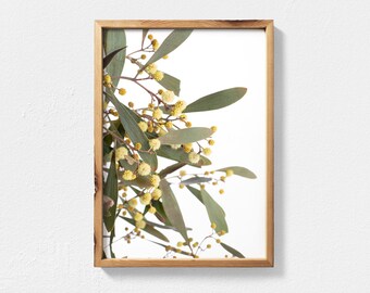 Acacia Print Digital Download - Australian Native Flowering Acacia Wattle Photography Flower Wall Art Australian Flowers Botanical Print