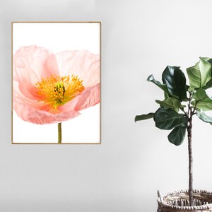 May include: A close-up of a delicate pink poppy flower with a yellow center. The flower is isolated against a white background.