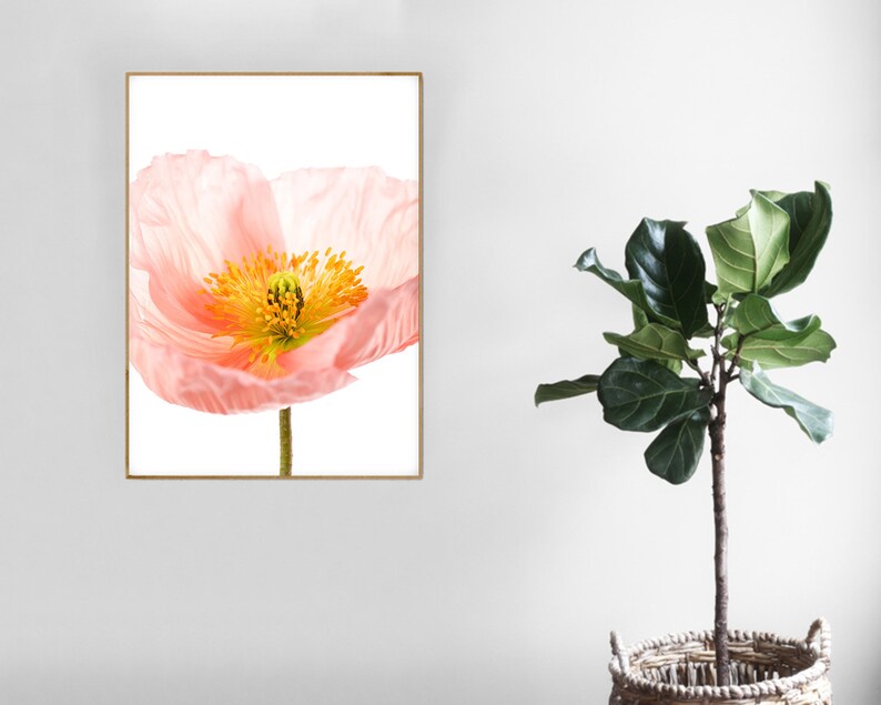 May include: A close-up of a delicate pink poppy flower with a yellow center. The flower is isolated against a white background.