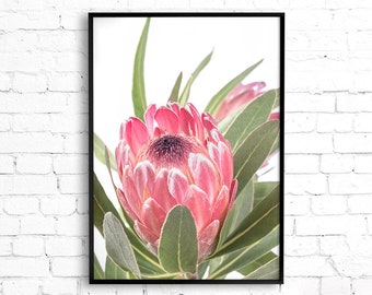 Protea Print, Flower Wall Art, Printable Poster, Digital Download, Australian Native Photography, Pink Flower Decor, Botanical Native Print