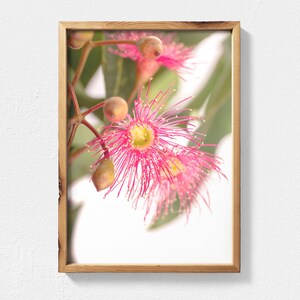 Australian Native Flower Photography Digital Download, Flowering Gum Eucalyptus Print, Flower Wall Art, Australian Flowers Botanical Print
