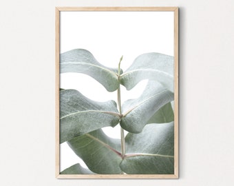 Eucalyptus Print, Australian Botanical Wall Art, Digital Download, Australian Native Photography Print, Printable Poster, Gum Leaf print