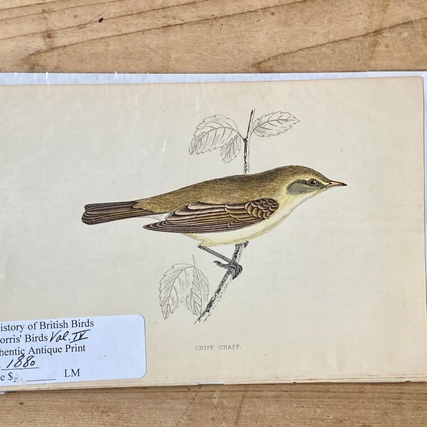 A History Of British Birds Prints Chiff Chaff