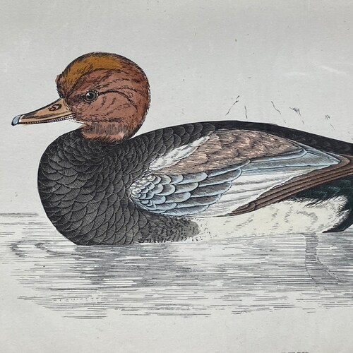 Antique Original Rev. F.O. Morris A History Of British Birds "RED-CRESTED WHISTLING Duck" Authentic Print 1880's Hand Colored