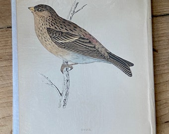 il_340x270.4480852500_l5yo.jpg il_340x270.4480852500_l5yo.jpg