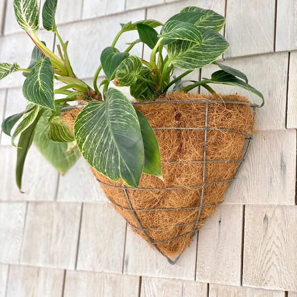 Wire Basket Planter Etsy