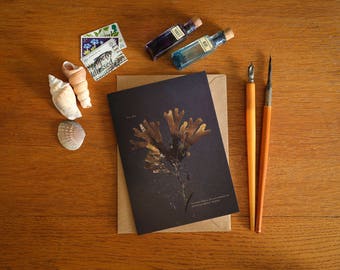 Toothed Wrack VII Seaweed Card - A6 greeting card - beautiful coastal art card