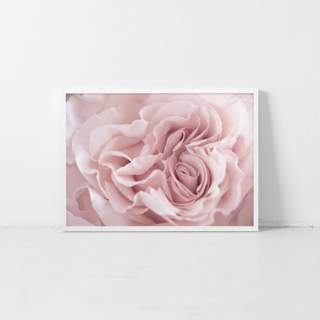 Girly Rose Wall Art Pink Petal Blush Beauty Flower Colorful Flora ...