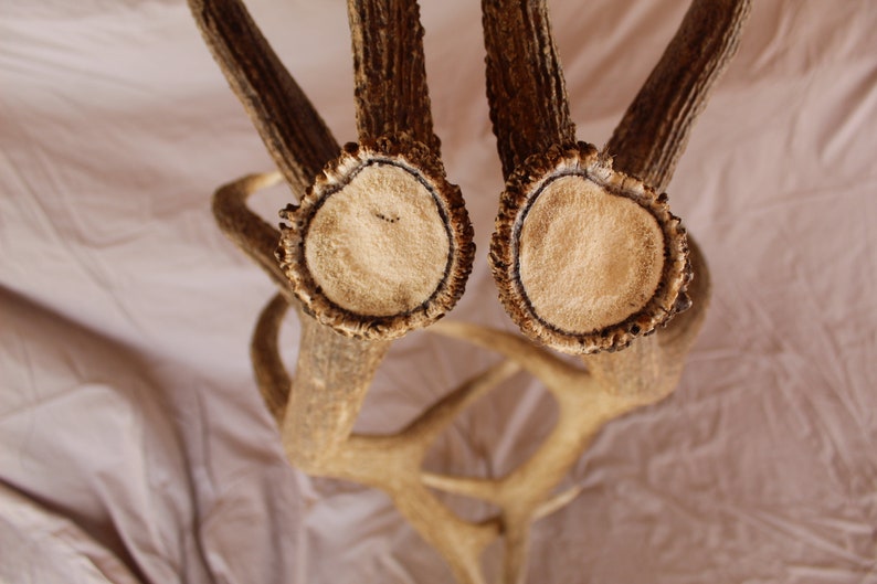 Huge Trophy Elk Antler Set Set of Elk Antlers Triple Brow Tine Elk