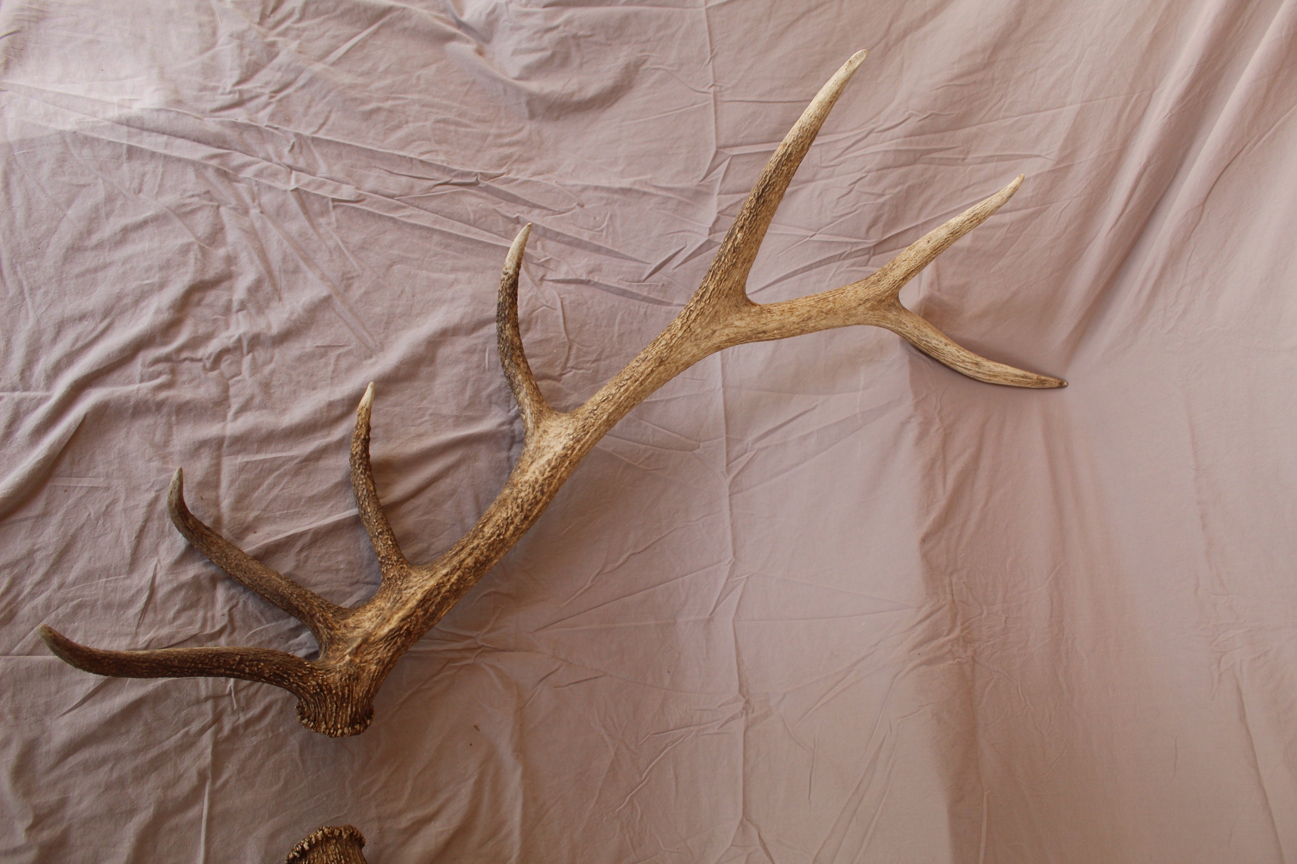 Huge Trophy Elk Antler Set Set of Elk Antlers Triple Brow Tine Elk