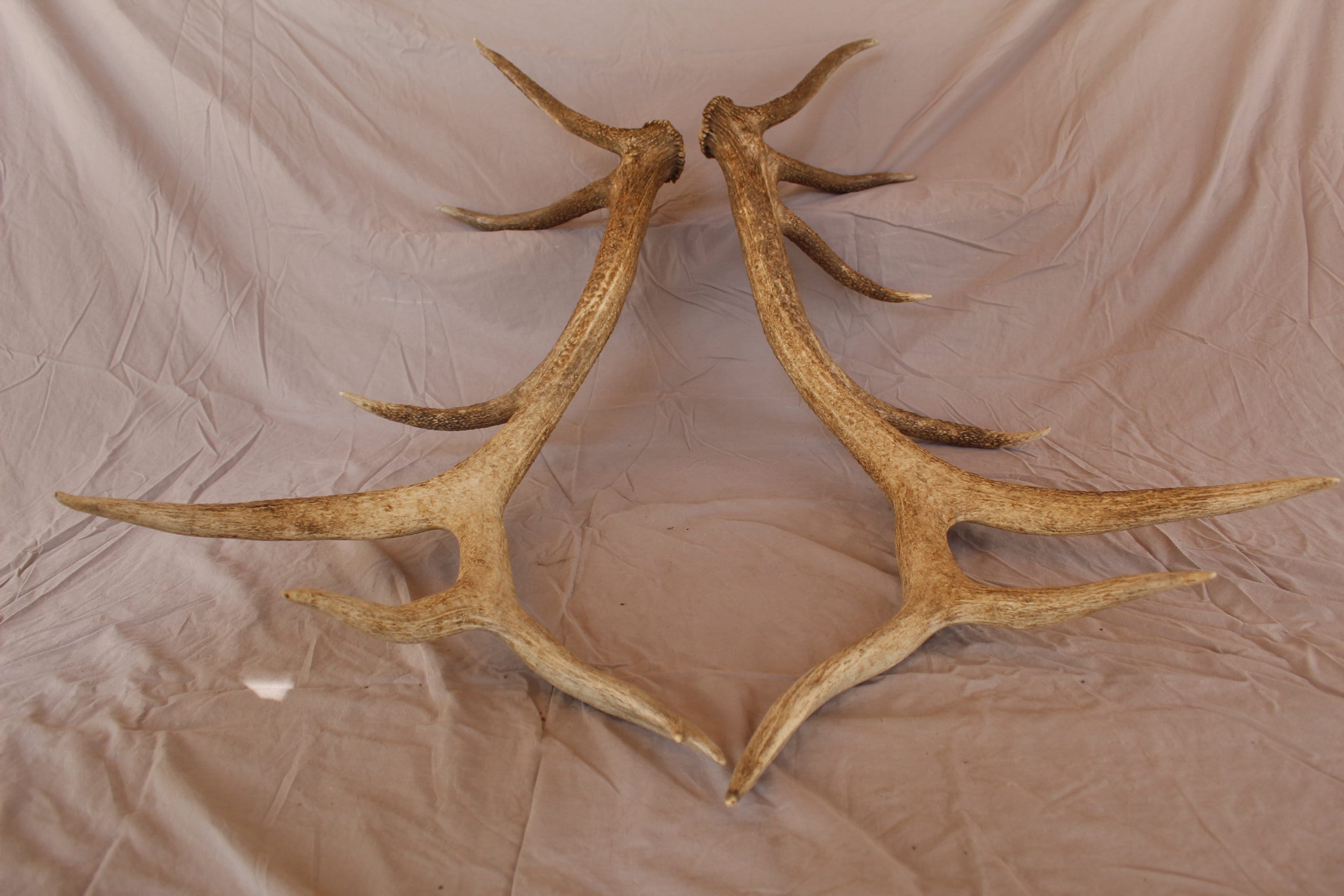 Huge Trophy Elk Antler Set Set of Elk Antlers Triple Brow Tine Elk Antlers Minimalist Decoration