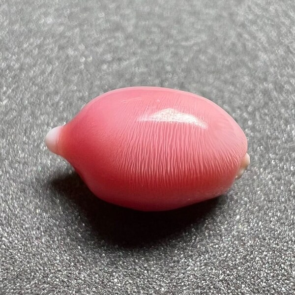 2.21Carat "Perfect Flame" Queen Conch Pearl From Caribbean Sea, Pearls Strombus Gigas, Flamed Pink Pearl, Anniversary Gift Idea for Mom