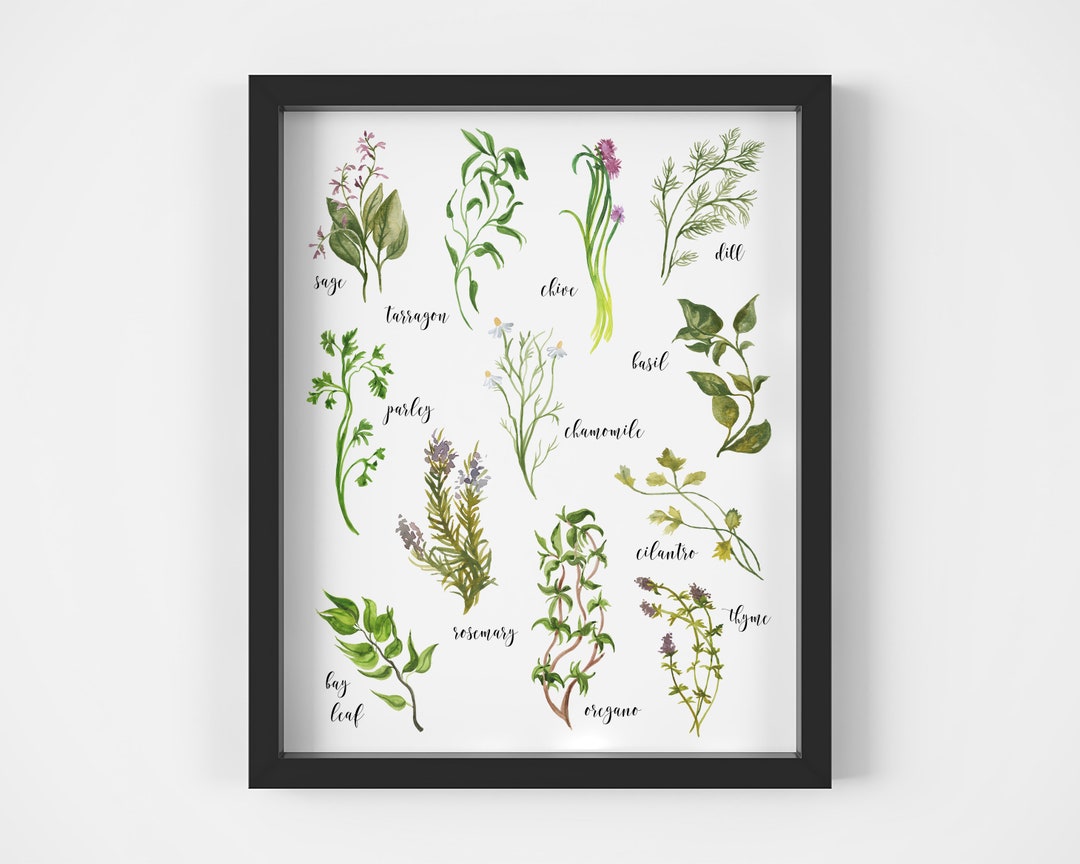 Herb Watercolor Print | Kitchen Wall Decor | Digital Herb Art - Etsy