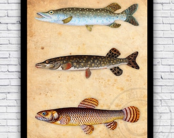 Pike Fish Species Illustration (Northern and Malabar) - Vintage Repro Wall Art Print Decor - Size and Frame Options