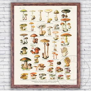 8x10 Canvas Painting Print • Wall decor• Digital Print • Mushroom Decor •  Colorful • Wall Art