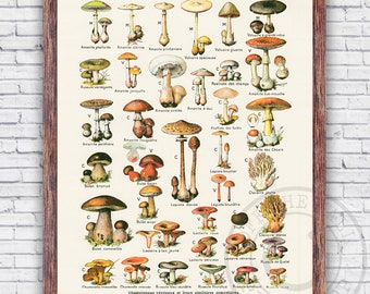 Edible Mushrooms Champignons Vintage French Illustration Poster Repro - Wall Art Print Decor - Size and Frame Options