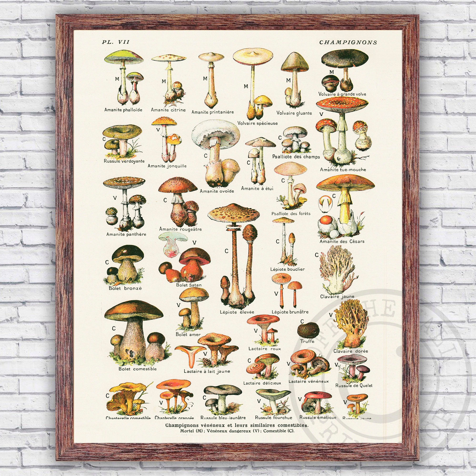 Mushroom Ephemera Digital Paper – MasterBundles