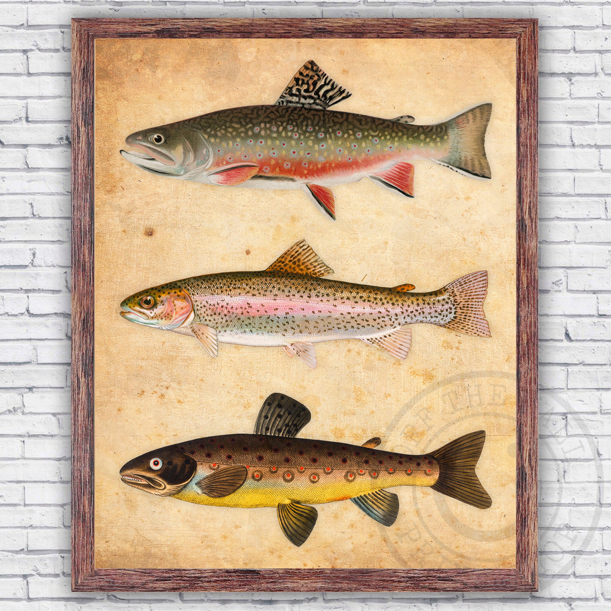 Trout Fish Species Illustration rainbow Brook Brown Vintage Repro Wall Art  Print Decor Size and Frame Options 