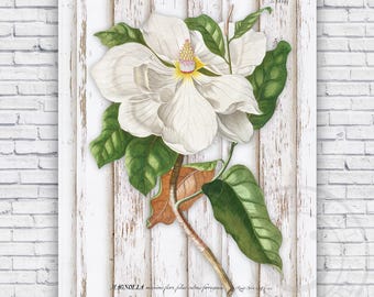 Magnolia Flower Rustic Shabby Chic Farmhouse Art Print - Wall Decor - Size Options