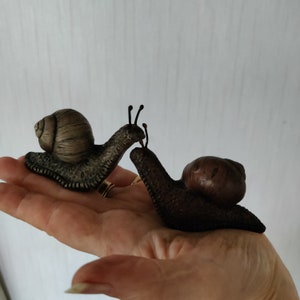 Middle sized snail