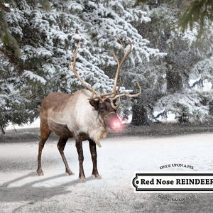 Rudolf Reindeer Digital Backdrop BONUS FREE Lantern Overlay! Digital Background Great for Holiday Christmas Card Family Snowy Tree Composite