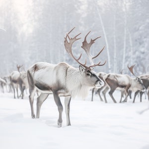 Digital Backdrop, Reindeer Christmas Digital Background, Snowy Winter Scene Background, Natural Habitat Backdrop, Santa Reindeer Composite