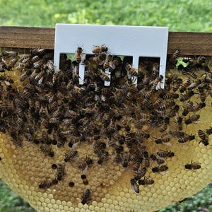 Ganchos para panales de abejas / Alternativa a las gomas elásticas / Herramienta para recuperar panales / Soporte para marcos de trampas para enjambres / PETG reutilizable