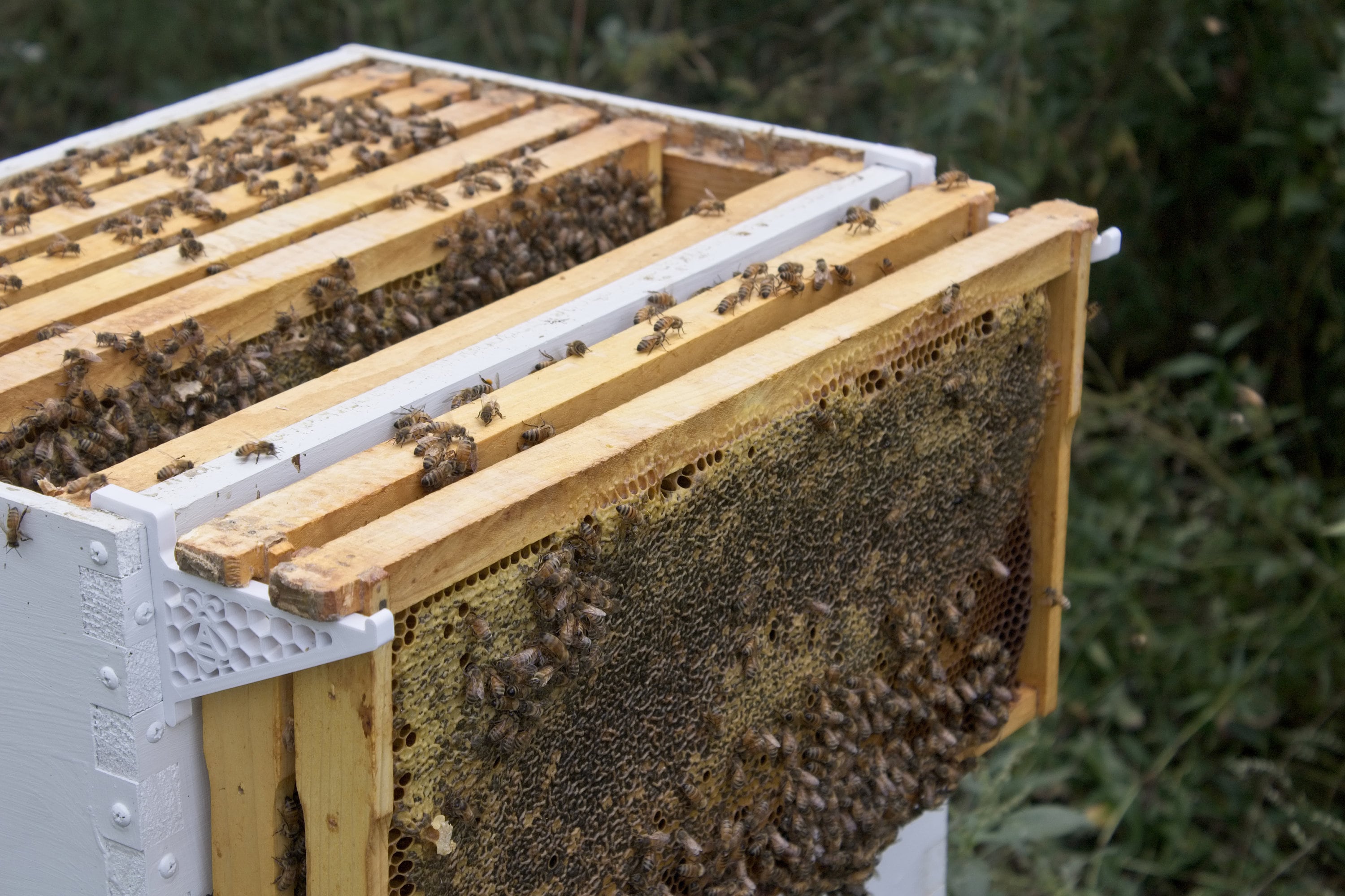 Pocket Sized 2 Frame Bee Hive Frame Holder For Beekeeping Etsy