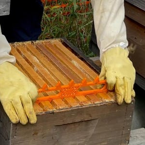 May include: A wooden beehive frame spacer tool in bright orange plastic, positioned across the top of a wooden beehive box. The tool features a series of pointed teeth designed to separate and hold multiple wooden frames in place within the hive.