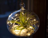 Hanging Glass Terrarium with Air Plant and Fairy Lights