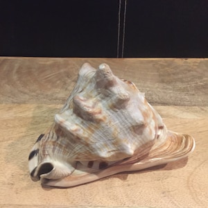 Large Ocean Conch Shells Sea Shells Nautical Beach Decor  - Vintage Ocean Sea Shell Nostalgia