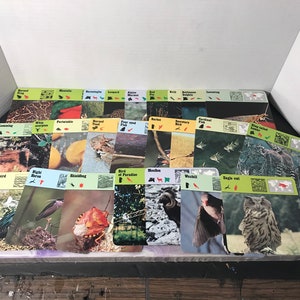 Vintage 1976 Editions Recontre Animals Flash Card Information Card Lot of 25 - Random Card Lot of Animal Photo Cards!