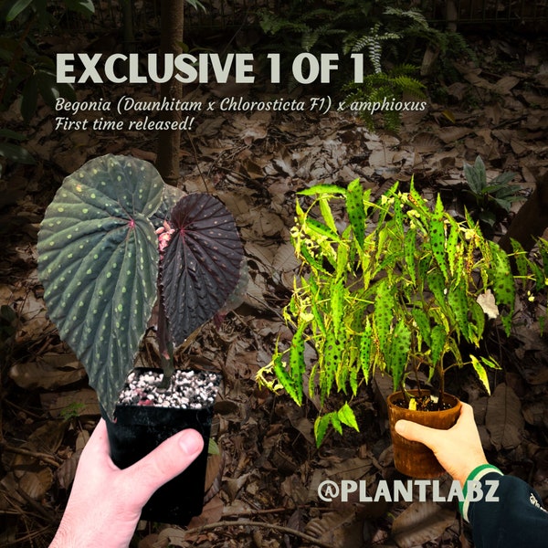 Super Rare Begonia Hybrid PlantLabz Exclusive 1 of 1