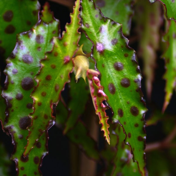 Semillas raras de Begonia Amphioxus (más de 25 semillas por paquete)