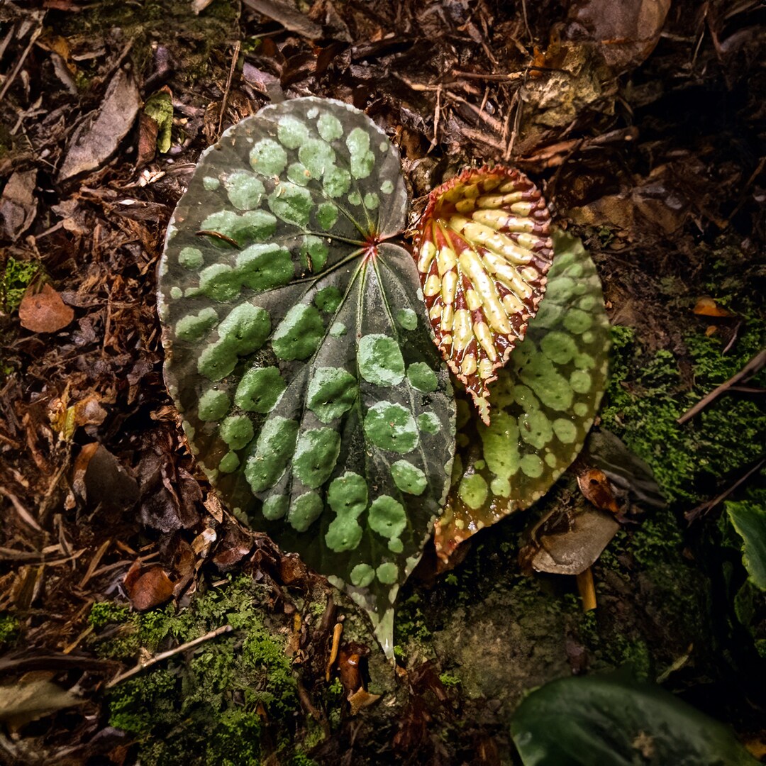 Super Rare Begonia Umbrella 20 Seeds Etsy