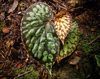 Super Rare Begonia Umbrella - 20+ Seeds