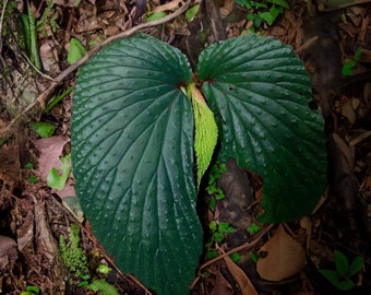 Super Rare Begonia New Sp Kalimantan - 20+ Seeds