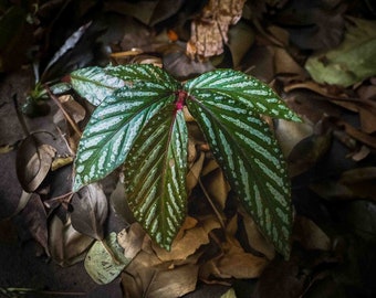 Ultra Rare Begonia "kalimantan" Mystery Pack - 20+ Seeds