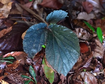 Bégonia super rare sp Drak Blue - + de 20 graines