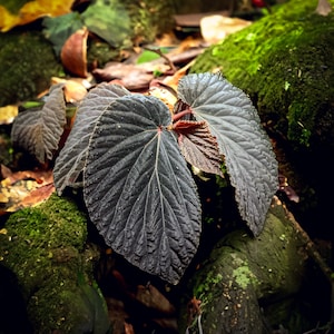 Super Rare Begonia atricha black form 20 Seeds image 1