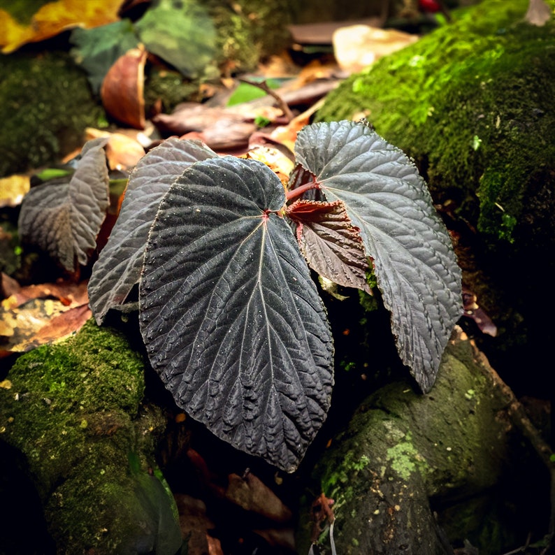 Super Rare Begonia atricha black form 20 Seeds image 1