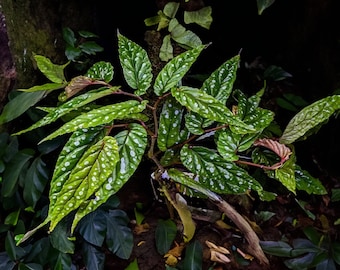 Super rare bégonia Sp Papua - + de 20 graines